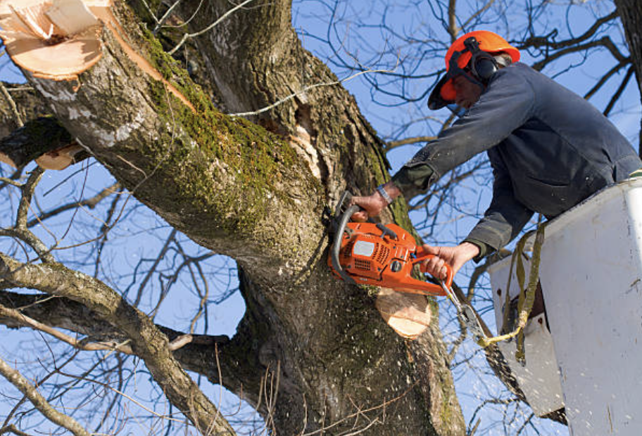 tree pruning in Lincoln City