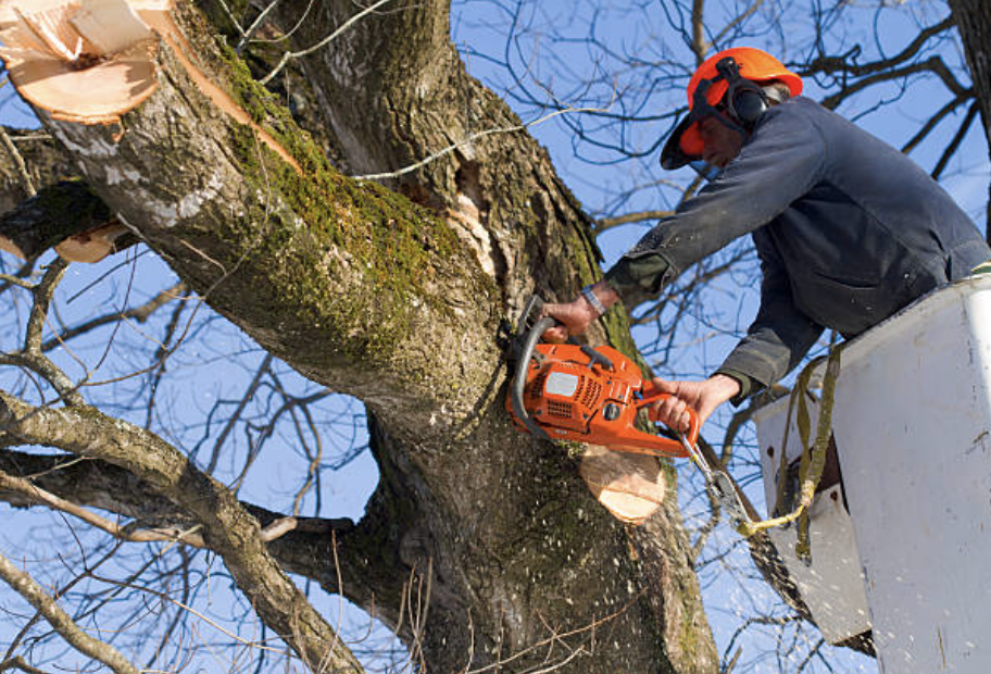 tree pruning in Oatfield